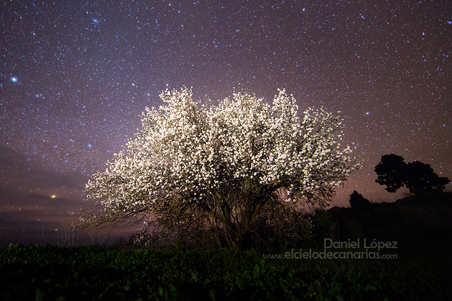 El Almendro nocturno