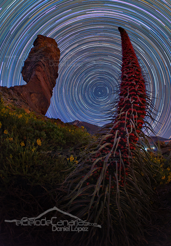 Tajinaste cinchado teide circumpolar DLopez