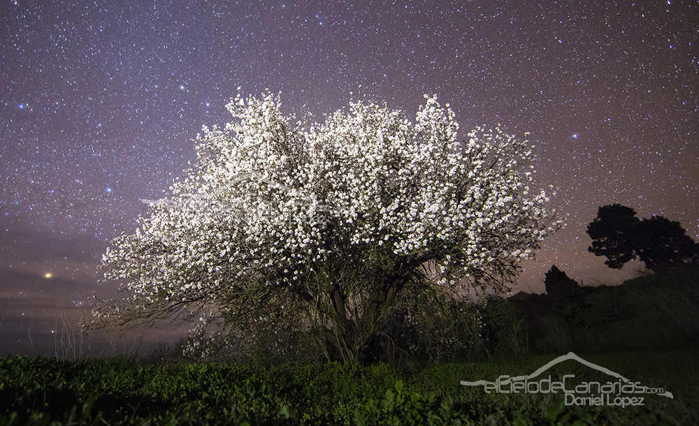 almendro nocturno f